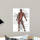 Anatomy Human Muscles Front Wall Mural