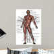 Anatomy Human Muscles Front Wall Mural