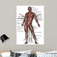 Anatomy Human Muscles Front Wall Mural