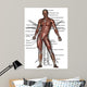 Anatomy Human Muscles Front Wall Mural