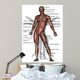 Anatomy Human Muscles Front Wall Mural