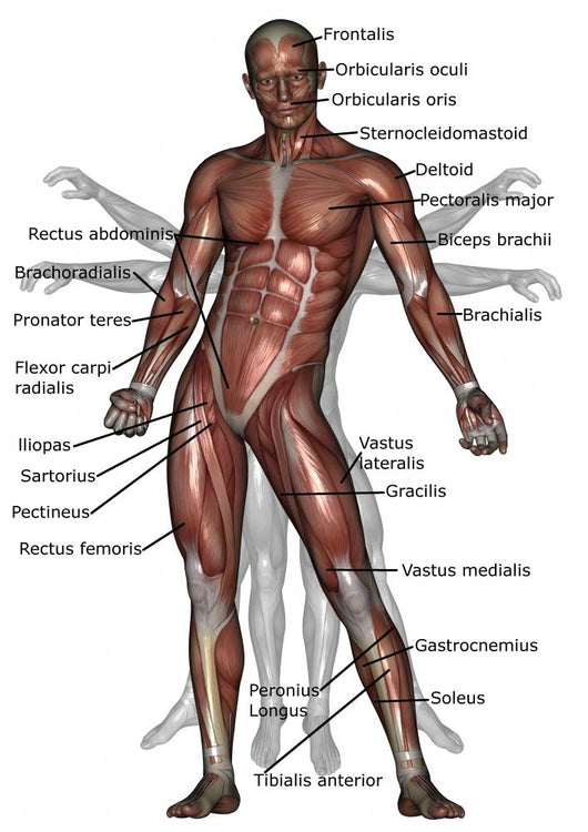 Musclrd Front View Front Muscles Anatomy