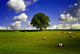 Country Life Wall Mural