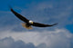 Bald Eagle Soaring Wall Mural