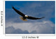 Bald Eagle Soaring Wall Mural