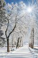 winter Wall Mural
