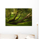 Weeping Willows Beautiful Nature Wall Mural