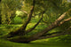 Weeping Willows Beautiful Nature Wall Mural