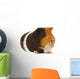 Portrait of a Guinea-Pig Wall Mural