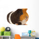 Portrait of a Guinea-Pig Wall Mural