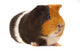 Portrait of a Guinea-Pig Wall Mural