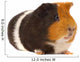 Portrait of a Guinea-Pig Wall Mural