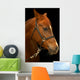 Portrait Horse Black
