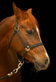 Portrait Horse Black