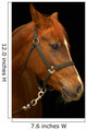 Portrait Horse Black