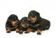 Baby Rottweilers Wall Decal