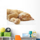 Ginger cat sleeping on bed Wall Decal