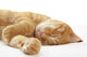 Ginger cat sleeping on bed Wall Decal