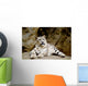 Snow Leopard Irbis Panthera Uncia Looking Ahead Wall Mural