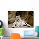 Snow Leopard Irbis Panthera Uncia Looking Ahead Wall Mural