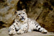 Snow Leopard Irbis Panthera Uncia Looking Ahead Wall Mural