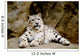 Snow Leopard Irbis Panthera Uncia Looking Ahead Wall Mural