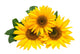 Sunflowers, isolated on a white background. Wall Decal