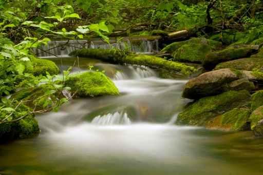 Riviere En Foret Wall Decal