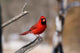 Portrait Cardinal Wall Decal
