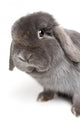 Rabbit on White Wall Decal