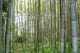 Foret Bambous Wall Decal
