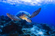 Green Seaturtle Swimming over
