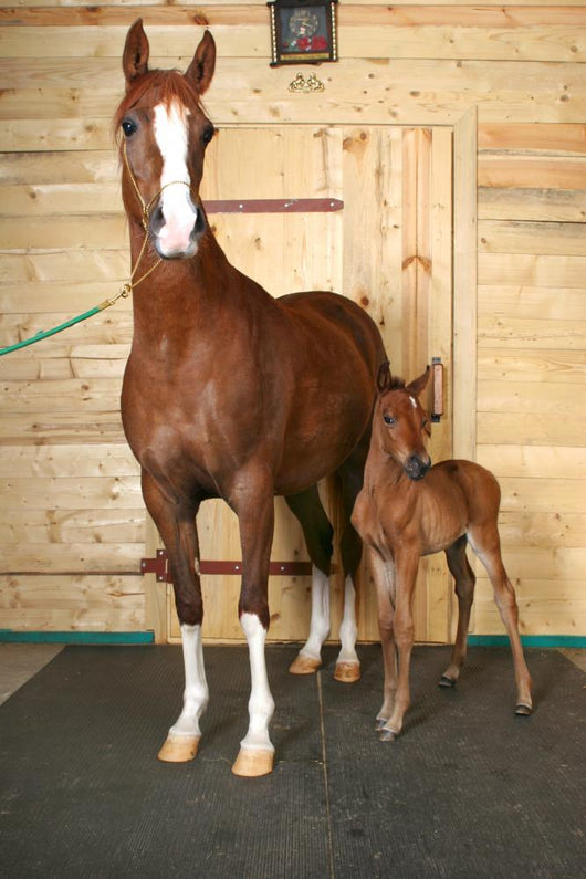 Horse with Foal