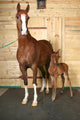 Horse with Foal