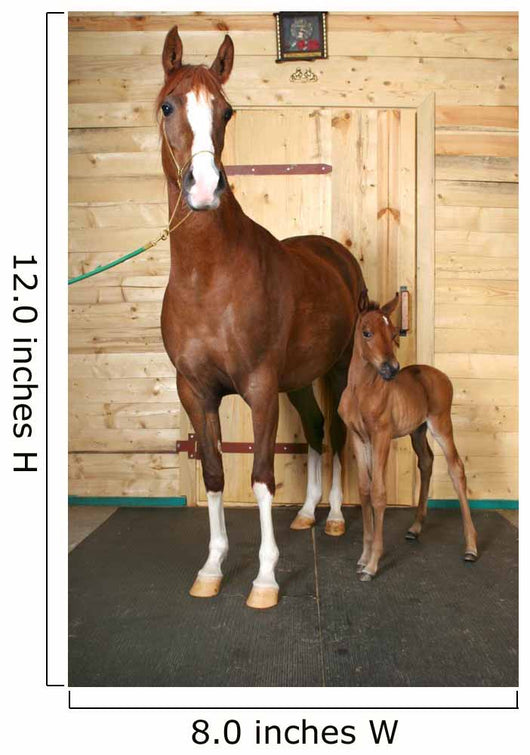 Horse with Foal