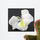 Fleur Blanche Bauhinia Larbre