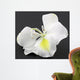 Fleur Blanche Bauhinia Larbre