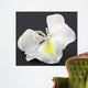 Fleur Blanche Bauhinia Larbre