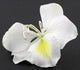 Fleur Blanche Bauhinia Larbre