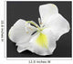 Fleur Blanche Bauhinia Larbre