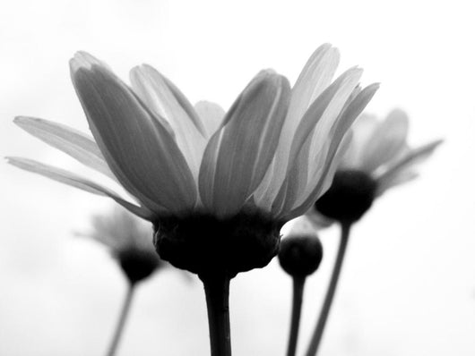 Daisy Wall Mural