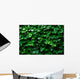 Horizontal Ivy