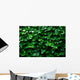 Horizontal Ivy