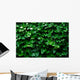 Horizontal Ivy