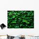 Horizontal Ivy