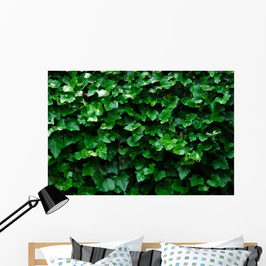 Horizontal Ivy