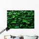 Horizontal Ivy
