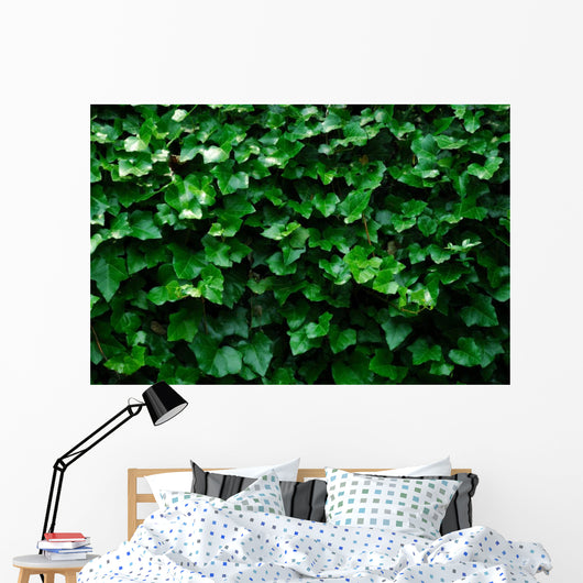 Horizontal Ivy
