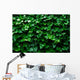 Horizontal Ivy