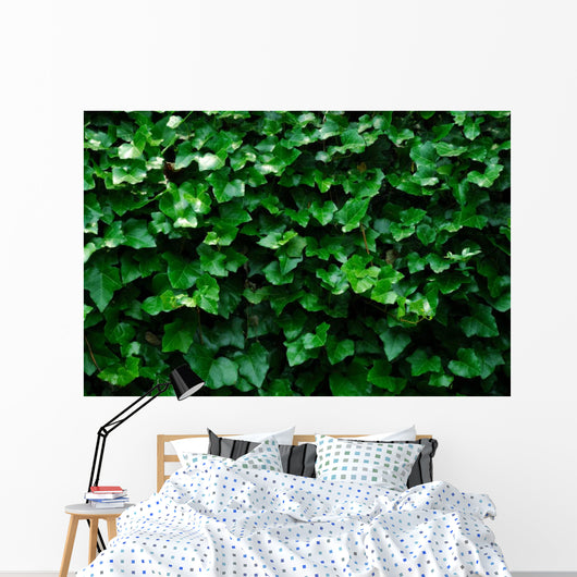Horizontal Ivy